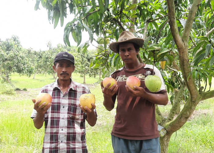 Mangoes Center Kembangkan Mangga Kualitas Unggul, Mampu Serap Emisi Karbon