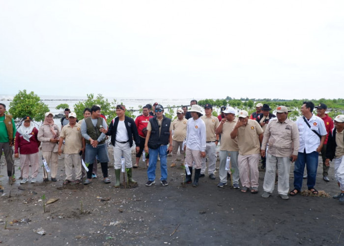 Cegah Abrasi, DPC Gerindra Indramayu Tanam Ribuan Mangrove di Pesisir Desa Tanjakan