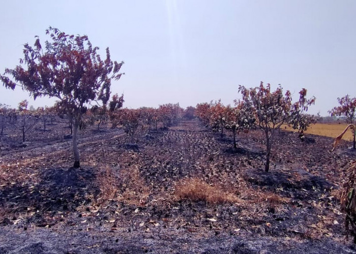 MIRIS! Kebakaran Lahan Hanguskan Ratusan Pohon Mangga