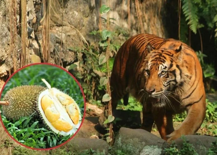 Siapa Sangka? Harimau Sumatra Ternyata Menyukai Durian Hutan Seperti Manusia, Bahkan Jadi Sumber Pangan Alamin