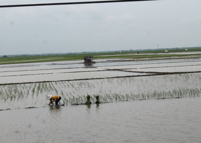 Ratusan Hektare Tanaman Padi Mati Terendam Banjir, Tanam Ulang, Petani Minta Tambahan Pupuk Subsidi