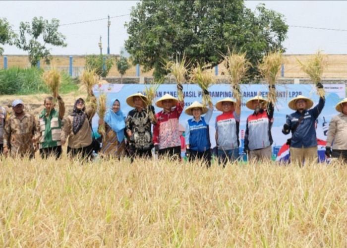 Menanam Harapan di Jatisura, Kala Panen Padi Melimpah Berdampingan dengan Ketahanan Energi