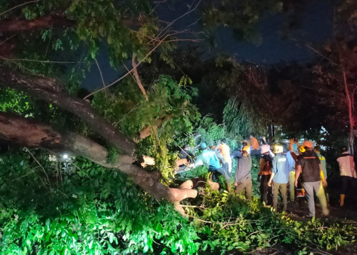 Angin Kencang Terjang Cirebon Bikin 12 Pohon Tumbang, Penjelasan BMKG Kertajati, Ada Faktor Gunung Ciremai