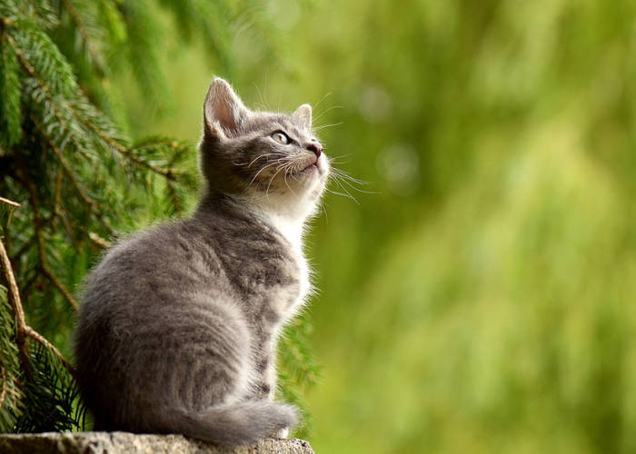 Kucing Rentan Sakit Di Musim Hujan? Begini Cara Menjaga Kesehatan Kucing Di Musim Hujan, Gampang Banget!