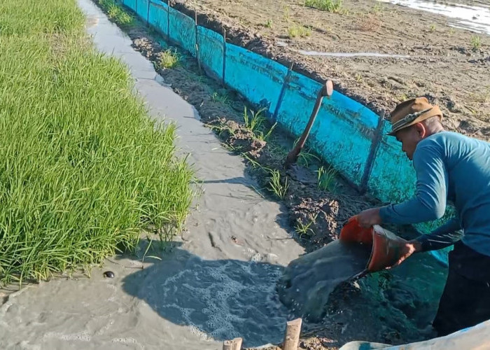 El Nino 'Godzilla' Picu Krisis Air, Petani Indramayu Rela Begadang Demi Sawah