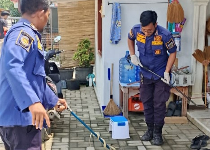 Ular Coros Masuk Warung di Juntinyuat, Damkar Indramayu Sigap Evakuas