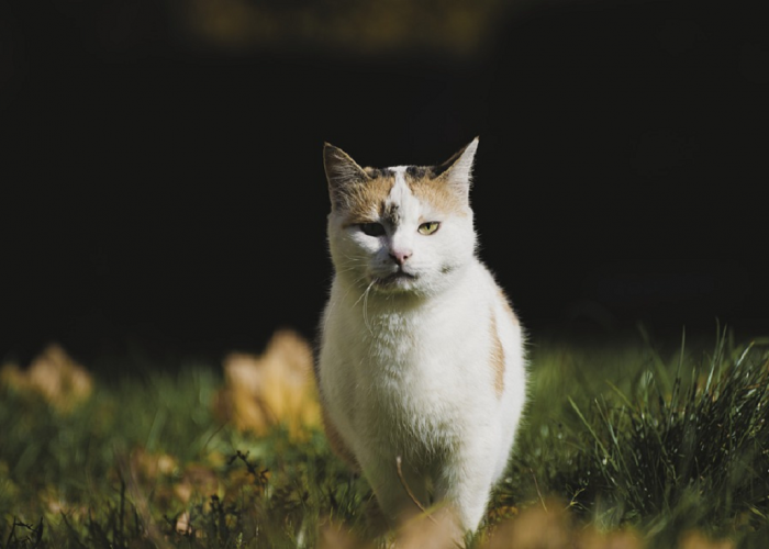 Hindari Memberi Makan Kucing Pakai Nasi! Ini 2 Dampak Bahaya Kucing Makan Nasi Yang Bisa Menyerang Anabul