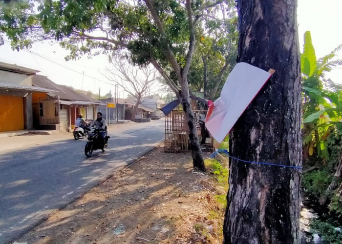 Aktivis Lingkungan Ancam Viralkan Baliho Bacaleg yang Dipaku di Pohon