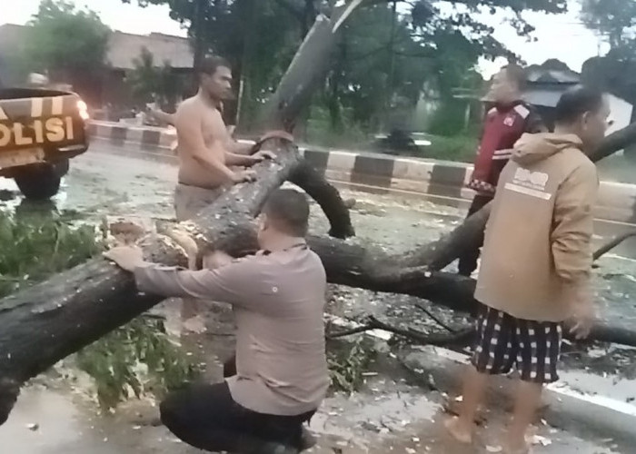 Jalan Raya Sumuradem Terhalang Pohon Tumbang, Anggota Polsek Sukra Sigap Lakukan Evakuasi