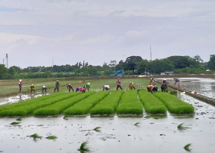 Metode IPHA, Biaya Tanam Sedikit Tapi Panen Lebih Cepat