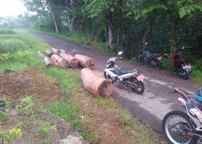 Babinsa dari Koramil Ciwaru Berhasil Gagalkan Pencurian Kayu di Hutan