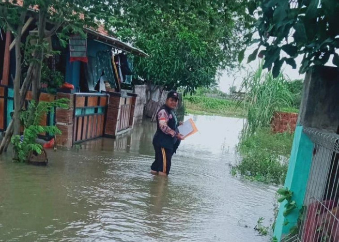 SALUT!.. Militansi Pantarlih Kandanghaur, Terobos Banjir Demi Coklit Pemilih