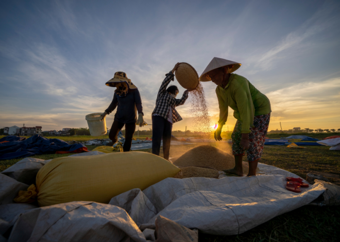 Tantangan Produksi Beras 2024: Penurunan Output, Kenaikan Impor, dan Target Swasembada 2025