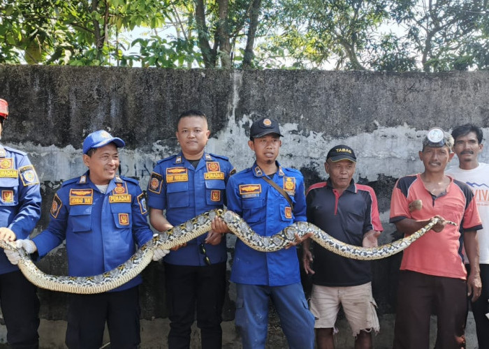 Menegangkan Aksi Petugas Damkar Evakuasi Ular Piton Sepanjang 5 Meter 