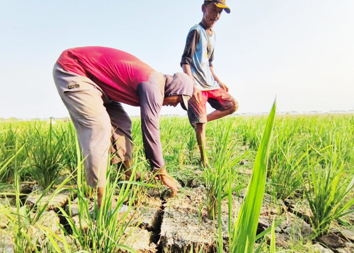 10 Ribu Hektare Sawah di Inbar Terancam Tak Bisa Tanam