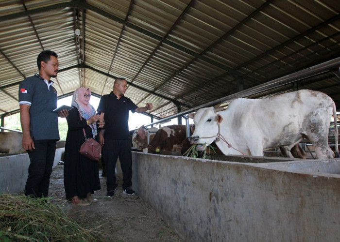 Jangan Potong Sapi Betina Produktif, Bisa Kena Pidana Lho! 