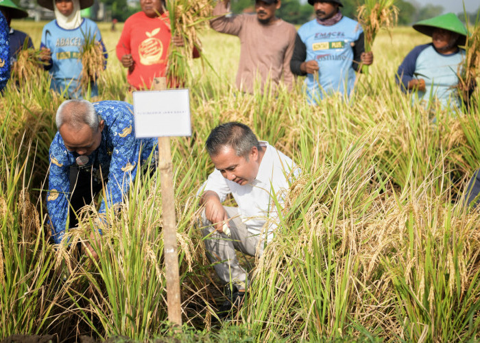 Bey Optimistis Jabar Capai Target Produksi Gabah Kering Giling, Terkesan dengan Integrasi Pertanian di Tukdana