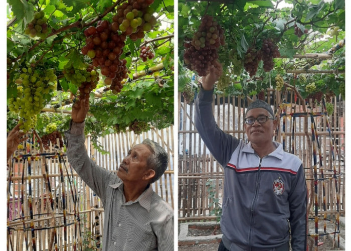 Kebun Anggur di Desa Segeran Lor Dibuka untuk Umum: Bisa Beli Anggur Langsung Dipetik Sendiri dari Kebun! 