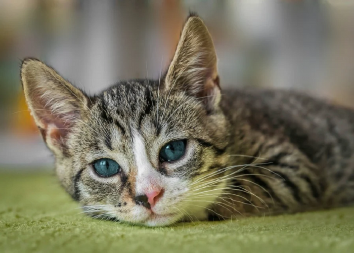 Penyebab Kucing Tiba-Tiba Lemas, Ternyata Karena Hal Sepele Ini! Simak Agar Tidak Terjadi Pada Peliharaanmu