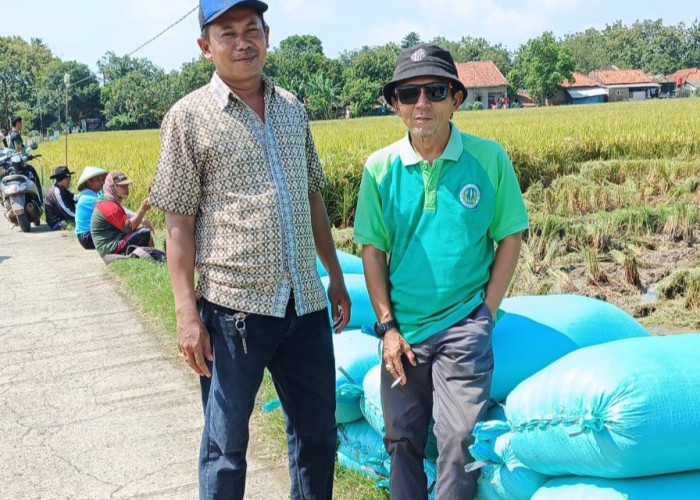 Petani Gembira Harga Gabah Tinggi