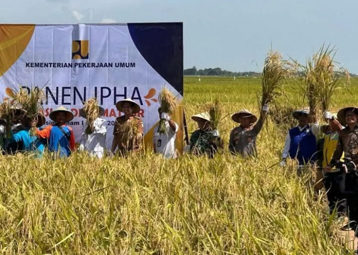Metode IPHA di Cikedung Lor Dongkrak Produksi Padi Hingga 20 Persen 