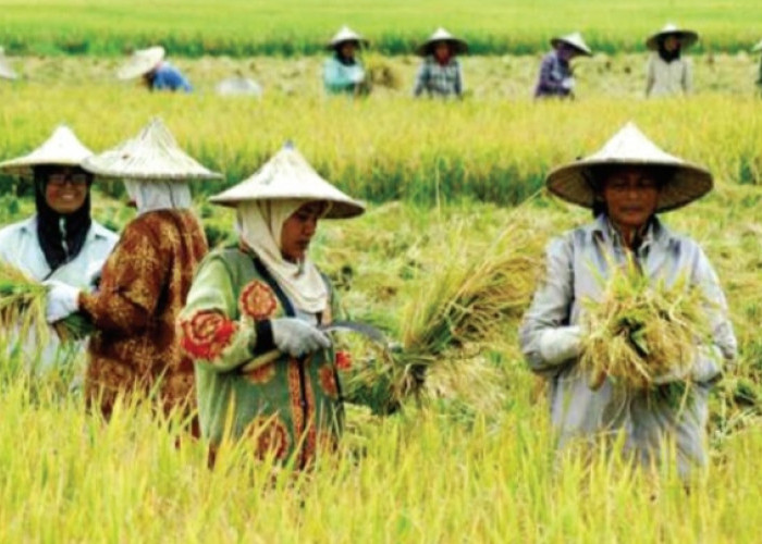 Tak Perlu Pinjam Lagi ke Rentenir, Ini Solusi Pinjaman yang Aman & Menguntungkan untuk Petani dari Pemerintah