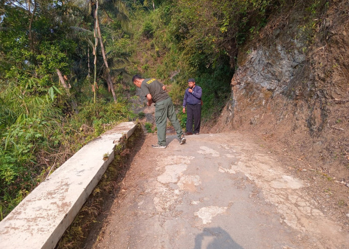 Pemantauan BKSDA Mengenai Macan Tutul di Jamberama Diduga Individu yang Berbeda dengan di Gunungmanik