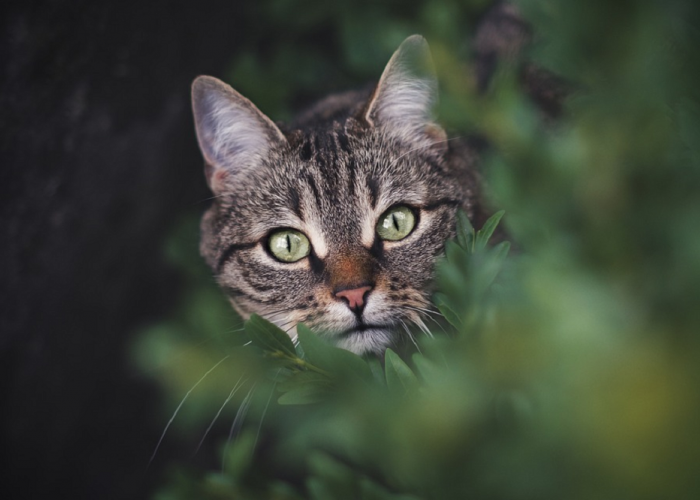 Risih Kucing Kampung Peliharaan Sering Hamil? Berikut 3 Cara Mencegah Kucing Peliharaan Hamil Yang Bisa Dicoba