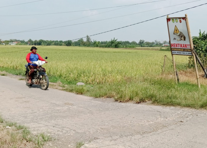 Petani Gotong Royong Basmi Hama Tikus dengan Gropyokan
