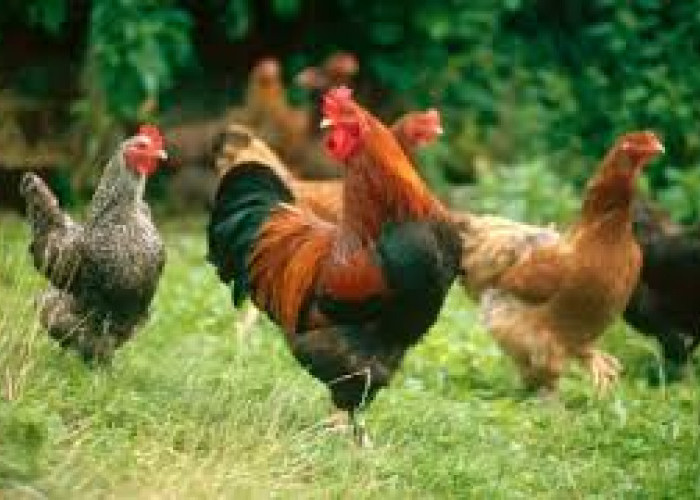 Persiapan Lebaran Ayam Kampung Dikandangkan