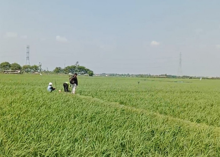 Belasan Ribu Hektare Sawah di Wilayah Indramayu Barat Terancam Krisis Air