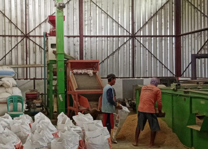 Harga Gabah Meroket, Pengusaha Beras Kemasan Mulai Naikan Harga Beras