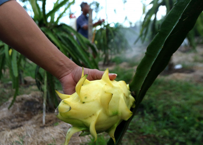 Dari Banyuwangi ke Pasar Lebih Luas, Petani Buah Naga Naik Kelas Berkat Program Klasterku Hidupku BRI
