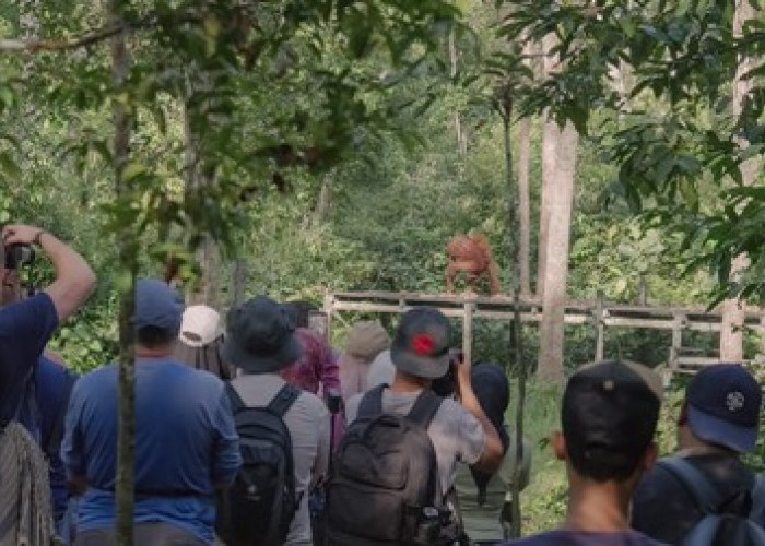 The Real Borneo Journey, MAXi Tour Boemi Nusantara Padukan Pembuktian Performa MAXimal Pelestarian Orang Utan