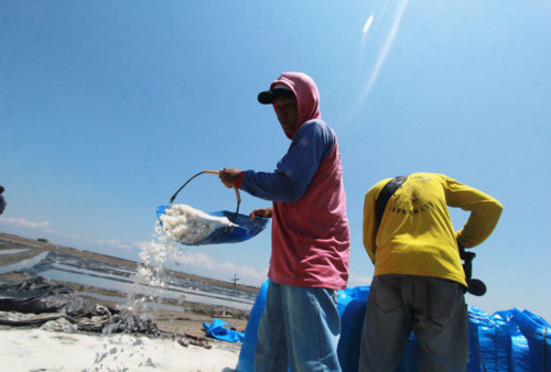 Kontribusi Sektor Perikanan dan Garam Indramayu  Terbesar di Jawa Barat