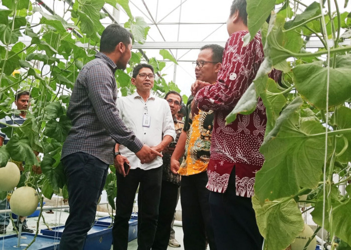 Dongkrak Produksi Melon di Indramayu, Pemkab Indramayu Dukung Kolaborasi APEMI dan TIKA