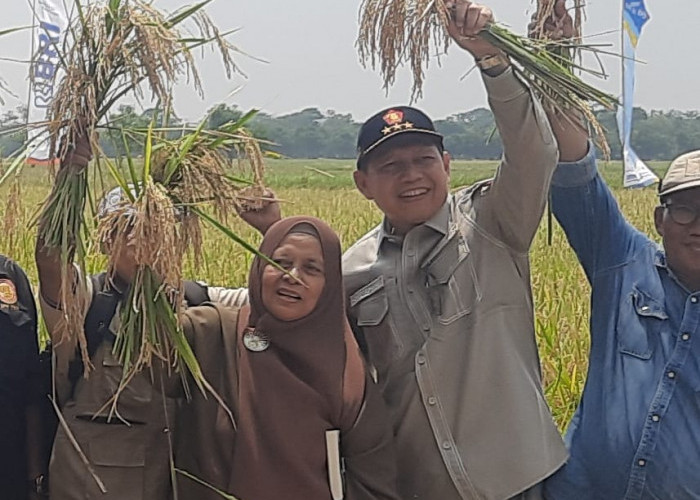 ICMI Bersama Aleg  Provinsi Jabar Dukung Pengembangan Lahan Padi Organik di Indramayu