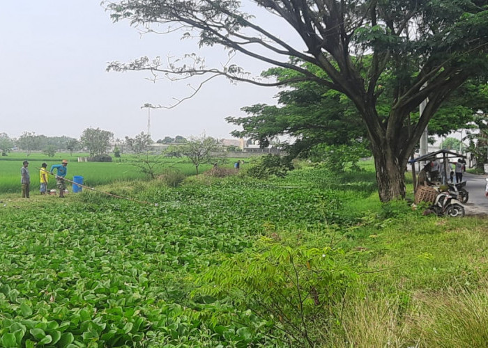 Pemcam dan Pemdes Bersihkan Tanaman Eceng Gondok Di Saluran Sojar