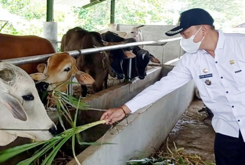 Pasarkan Hewan Kurban lewat Online