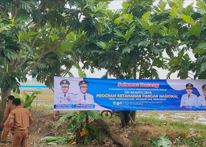 Dukung Ketahanan Pangan Nasional, Pemdes Kongsijaya Tanam Ribuan Pohon Sukun