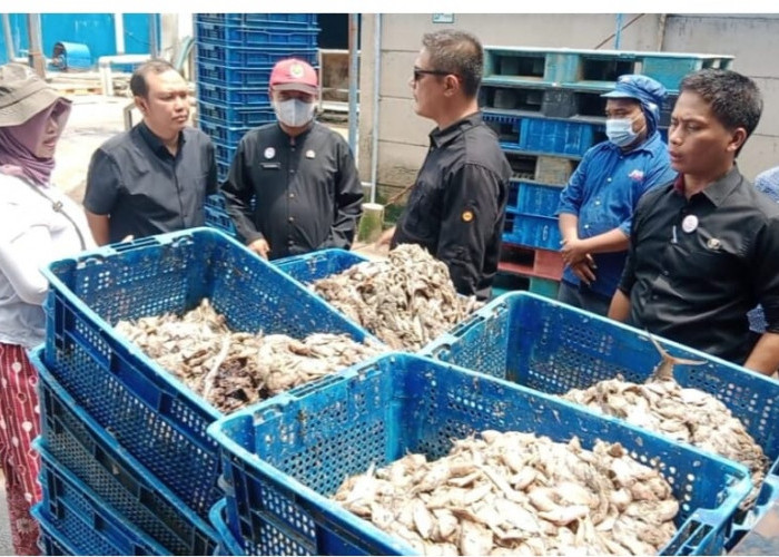 Bau Menyengat, Tim Gabungan Hentikan Sementara Produksi Pabrik Tepung Ikan