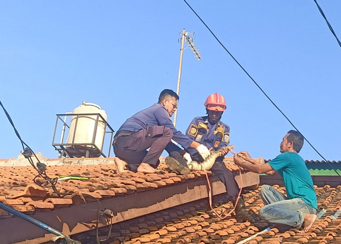 Damkar Evakuasi Biawak di Atap Rumah