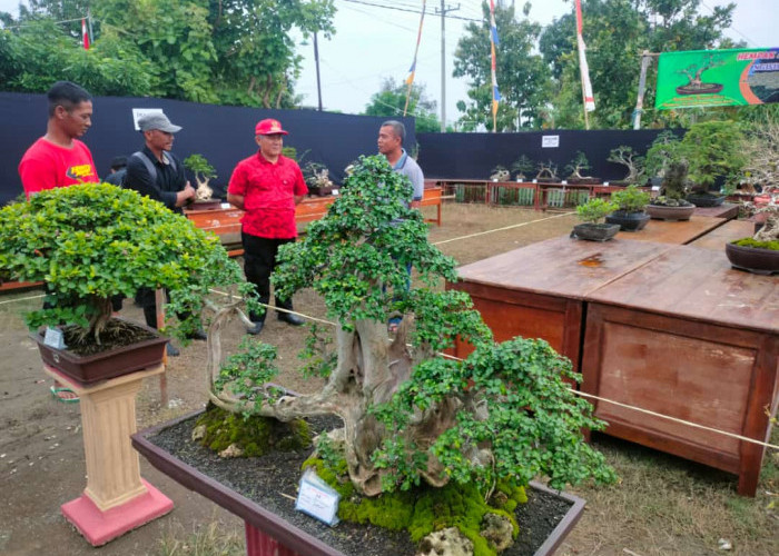 Komunitas Bonsaimania Perkenalkan Bonsai lewat Jemur Bareng