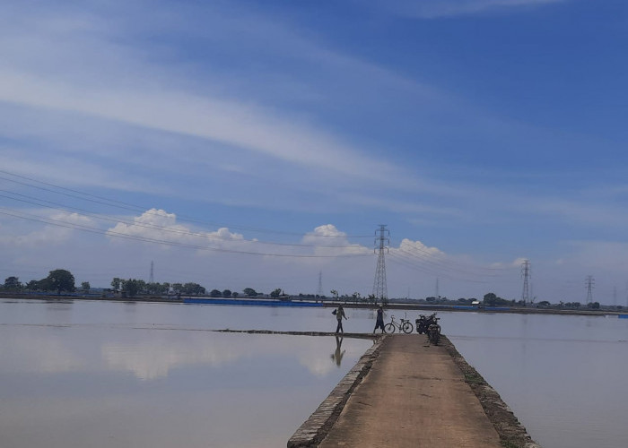 Memasuki Musim Tanam, Puluhan Hektare Sawah Kebanjiran di Kecamatan Widasari