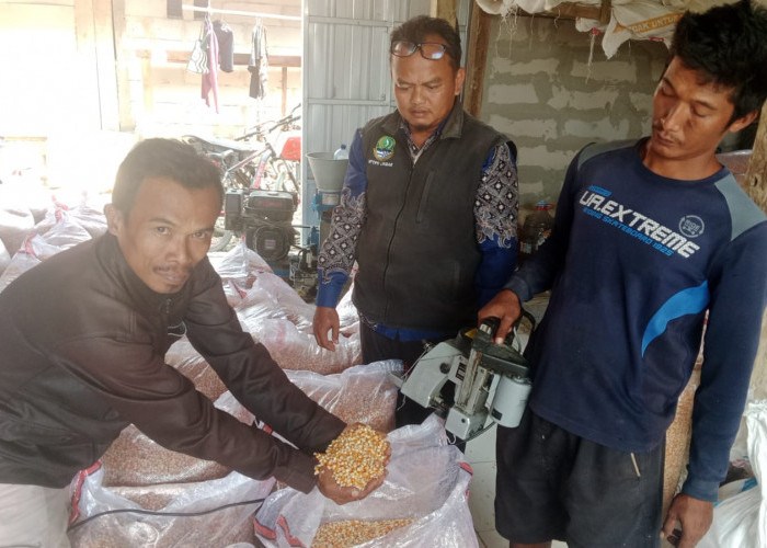Jadi Sentra Produksi Jagung, Poktan Cagak Kroya Konsisten Tanam Jagung