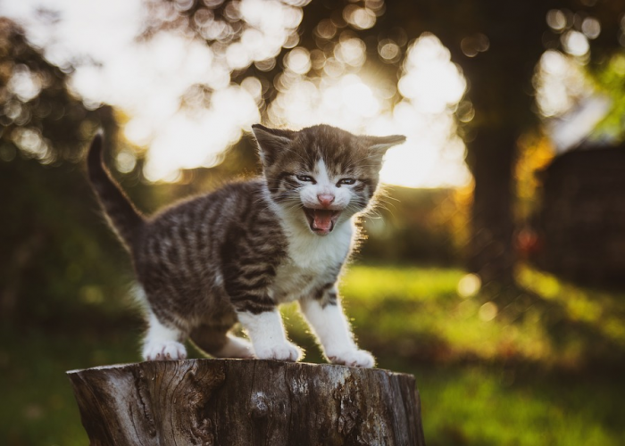 Kucing Muntah-Muntah Saat Musim Hujan? Hati-Hati, Ini 2 Penyakit Yang Menyerang Anabul Di Musim Hujan