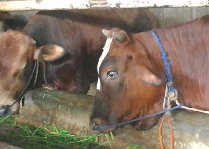 Minat Beli Hewan Kurban di Indramayu Meningkat Jelang Idul Adha 1447 H