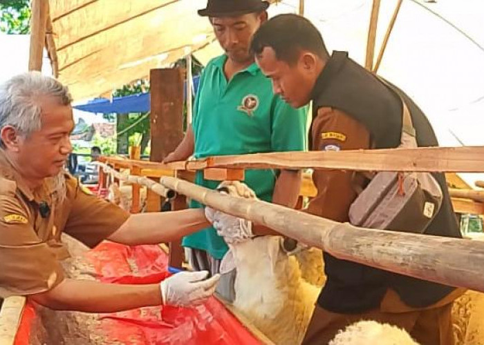 DKPP Indramayu Pastikan Kesehatan Hewan Kurban