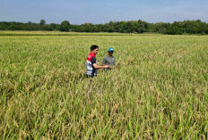 Pertamina EP Turun ke Sawah untuk Dukung Peningkatan Hasil Panen
