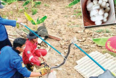 Warga Indramayu Resah, Damkar Evakuasi Kobra dan Temukan Puluhan Telur di Bawah Tumpukan Asbes